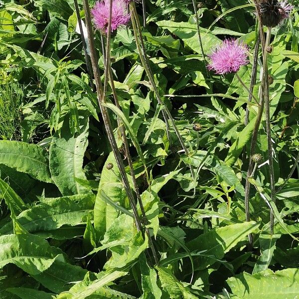 Cirsium heterophyllum Habit