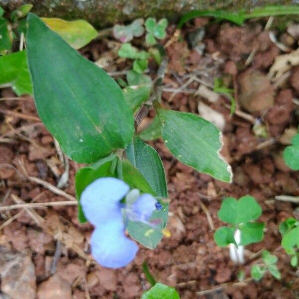 Commelina diffusa Цвят