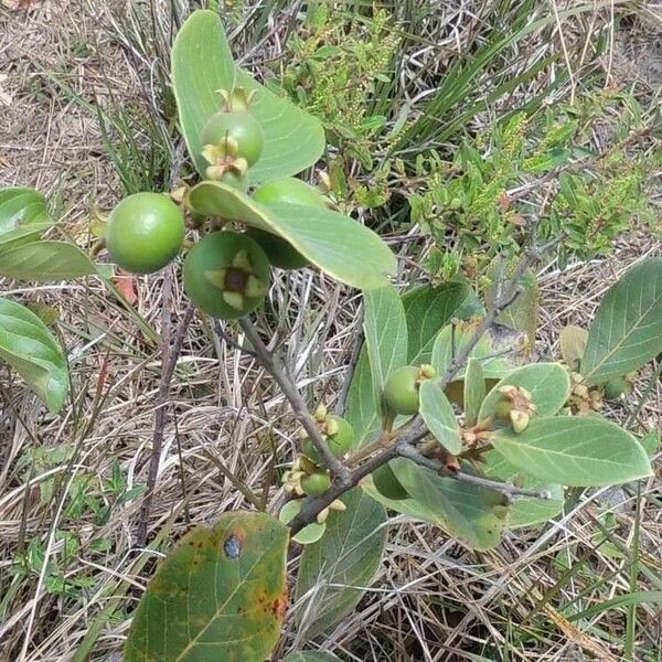 Psidium guineense Gyümölcs