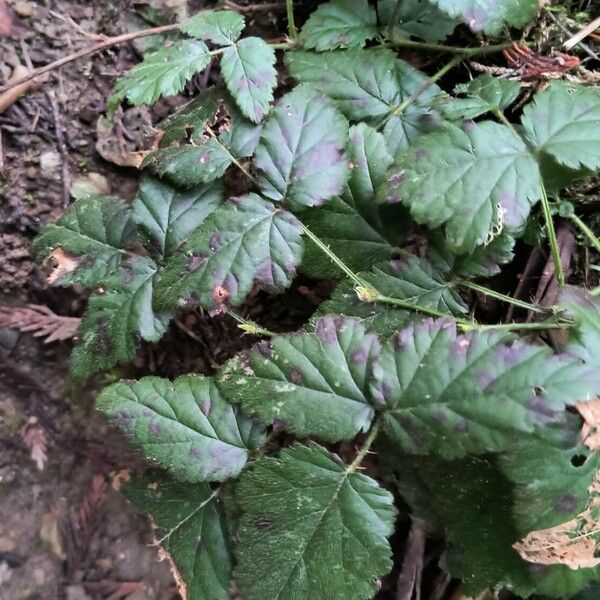 Rubus ursinus Leaf