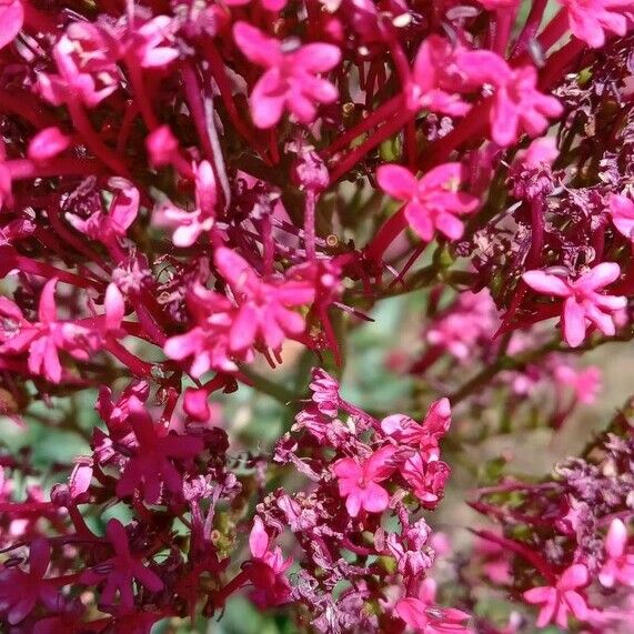 Centranthus ruber Flors