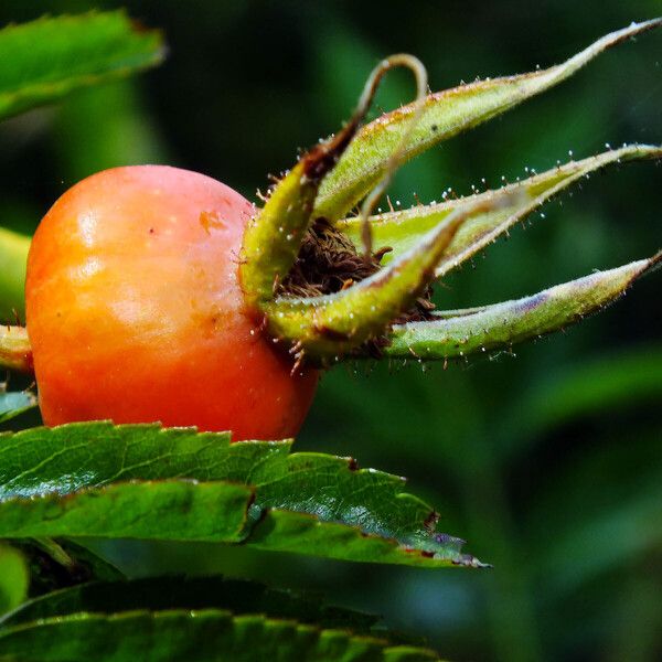 Rosa blanda Frucht