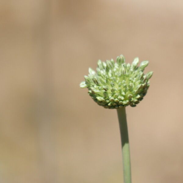 Allium atroviolaceum Fruct