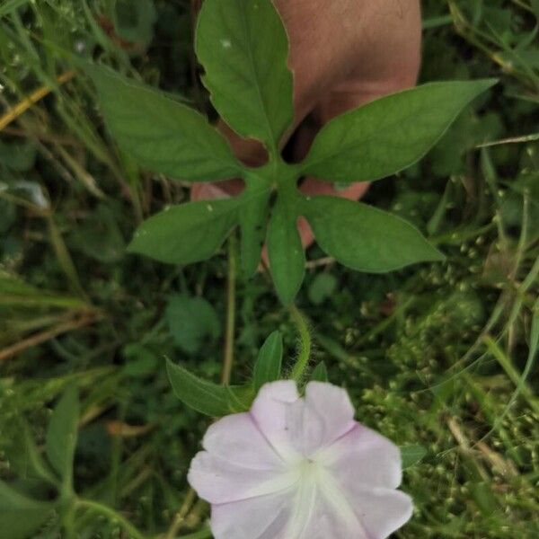 Ipomoea pes-tigridis Лист