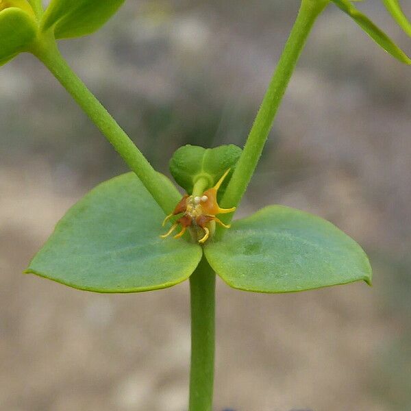 Euphorbia segetalis Flor