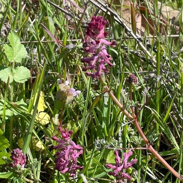 Fumaria muralis Blomma