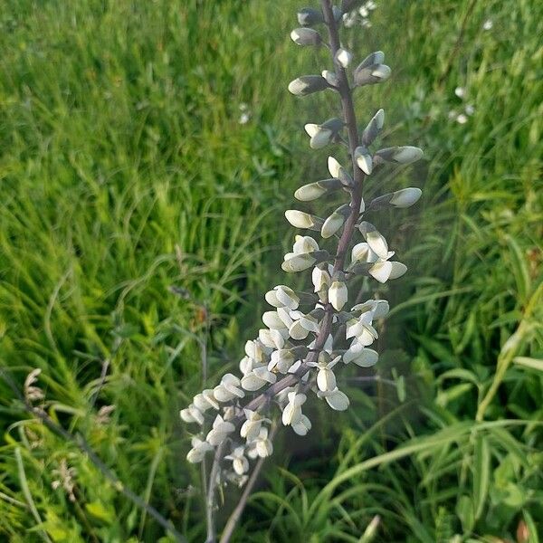 Baptisia alba फूल