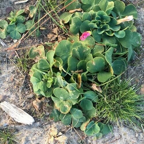 Oxalis purpurea Feuille