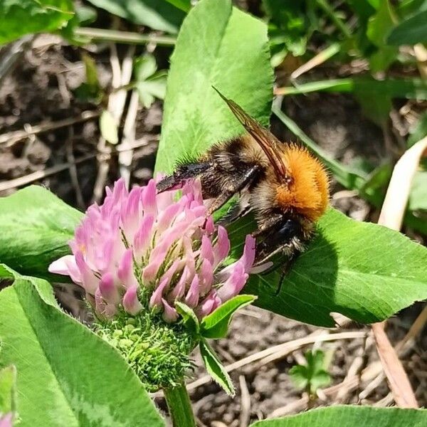 Trifolium pratense Цвят