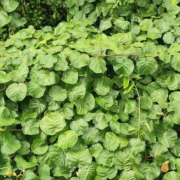 Actinidia chinensis Blatt