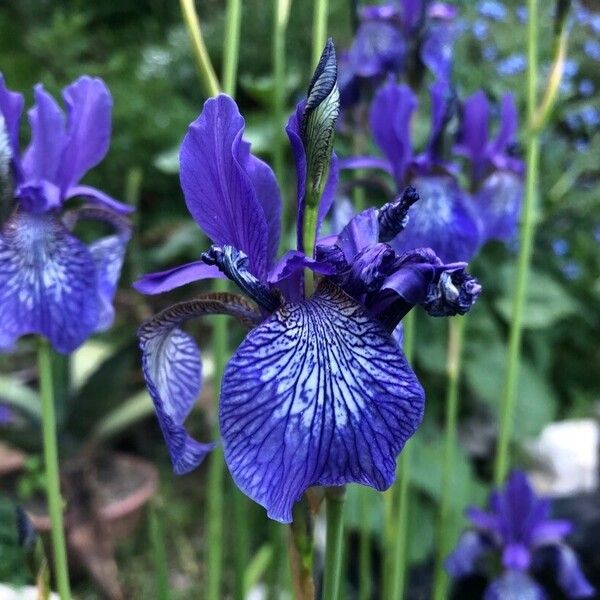 Iris sibirica Fiore