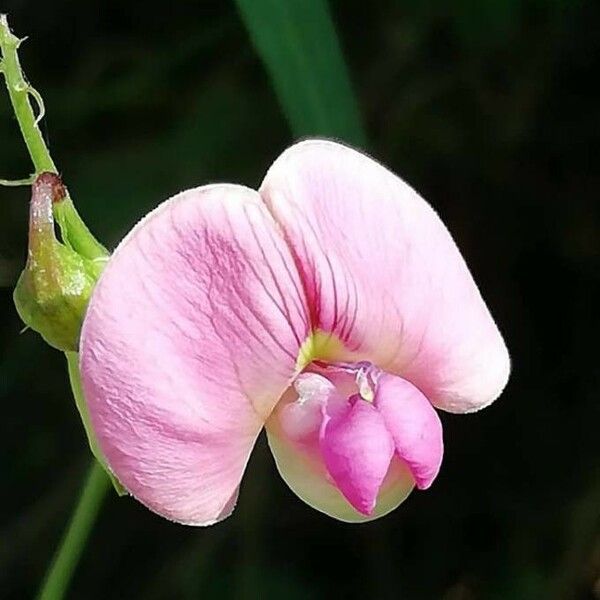 Lathyrus sylvestris Çiçek