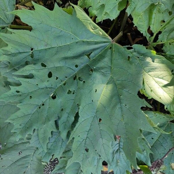 Rheum palmatum Blad