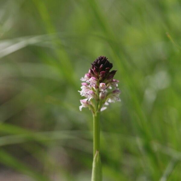 Neotinea ustulata Blüte