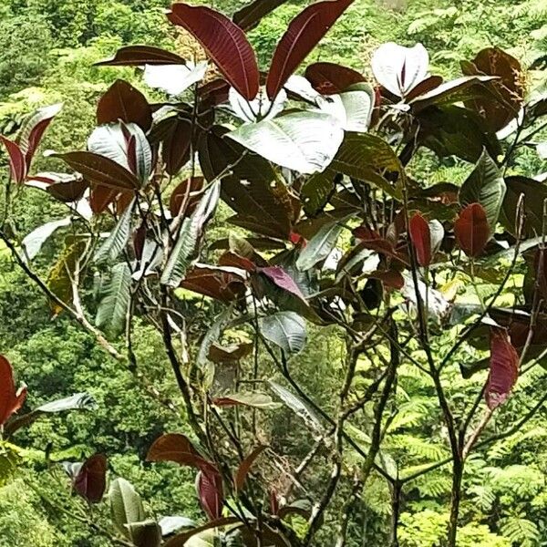 Miconia calvescens Blad