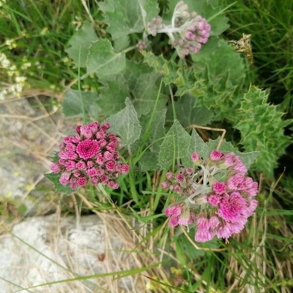 Adenostyles leucophylla Blomst