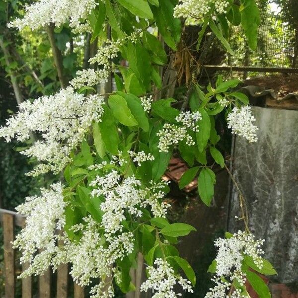 Ligustrum sinense Лист