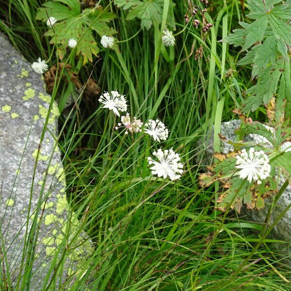 Astrantia minor Bloem