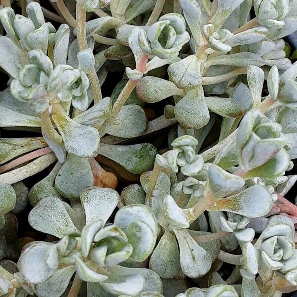 Sedum spathulifolium Lehti