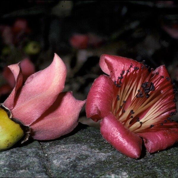 Bombax ceiba 花