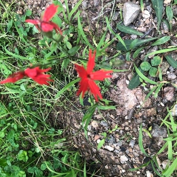 Silene virginica ফুল