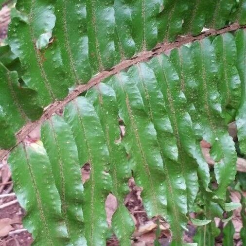 Nephrolepis hirsutula Leaf