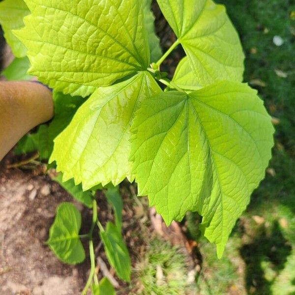 Tilia × europaea Leaf