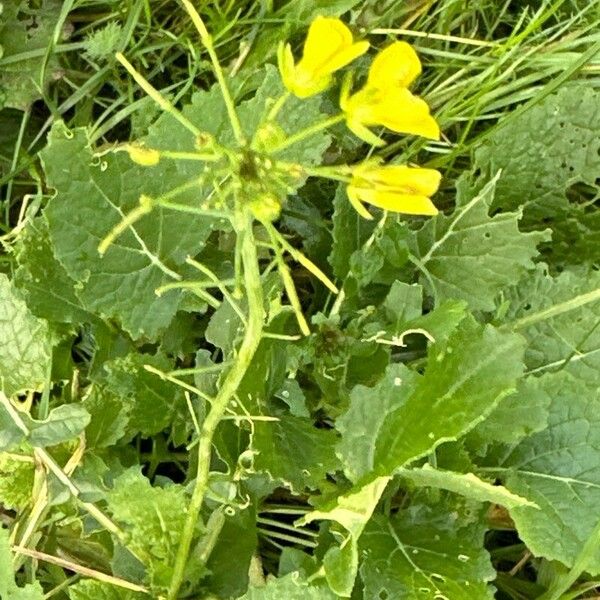 Brassica rapa Fleur