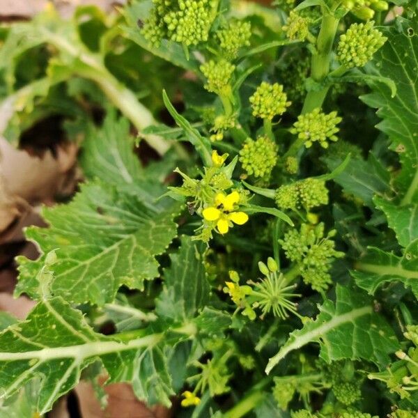 Brassica juncea Flors