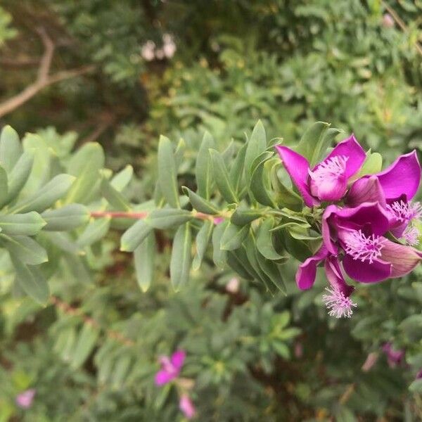 Polygala myrtifolia Blomma