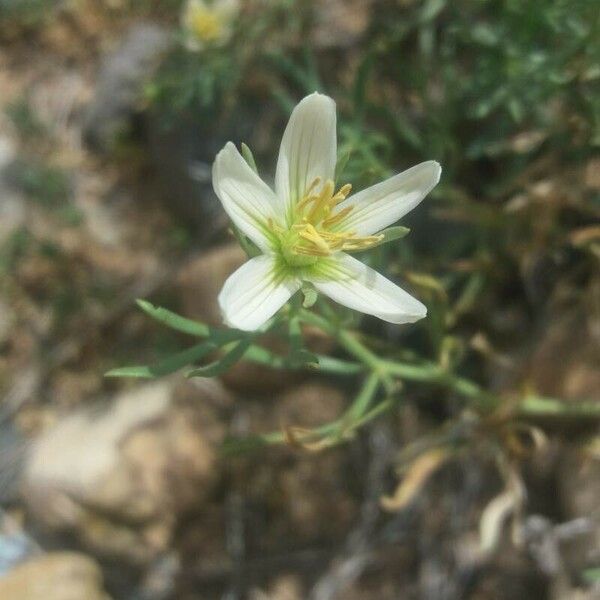 Peganum harmala Fiore