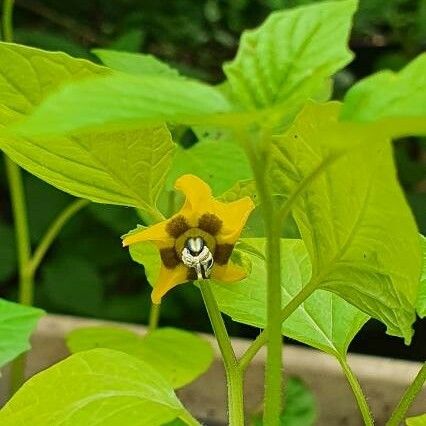 Physalis ixocarpa Blomst