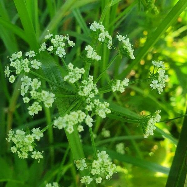 Berula erecta 花