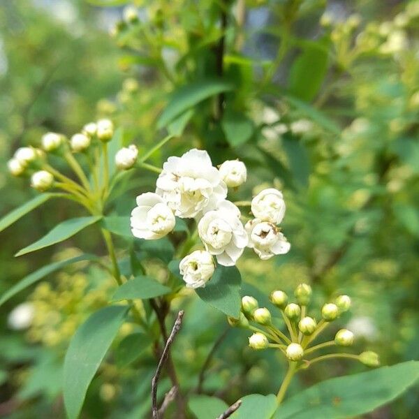 Spiraea cantoniensis Цветок