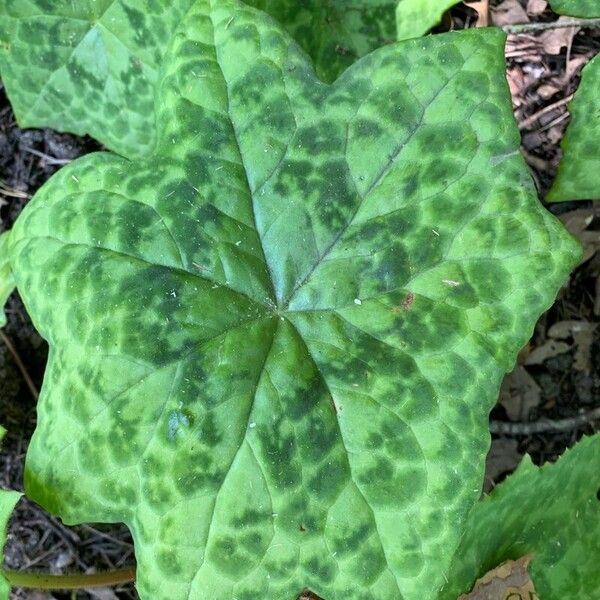 Podophyllum cv. 'Kaleidoscope' Leaf