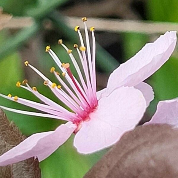 Prunus cerasifera 花