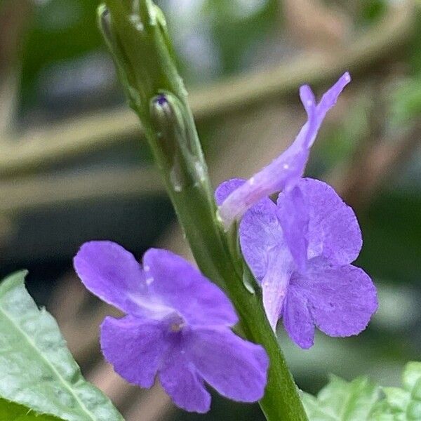 Stachytarpheta indica Blomst