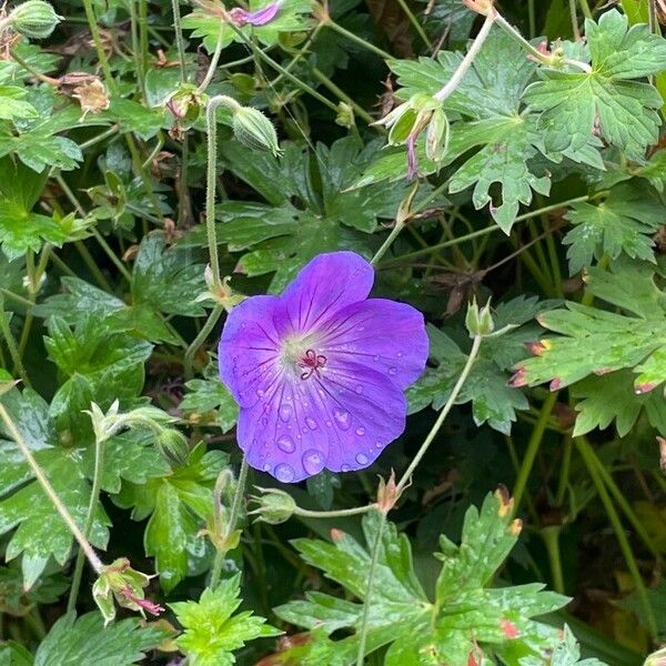 Geranium sylvaticum Flower