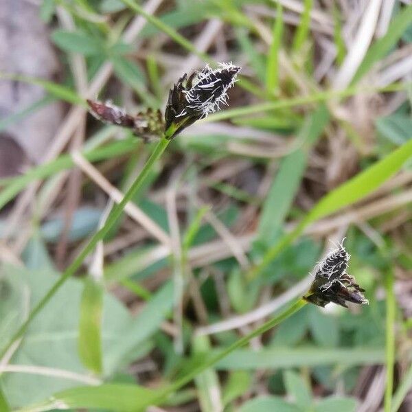 Carex montana Flor