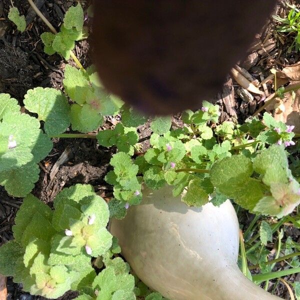 Lamium purpureum Leaf