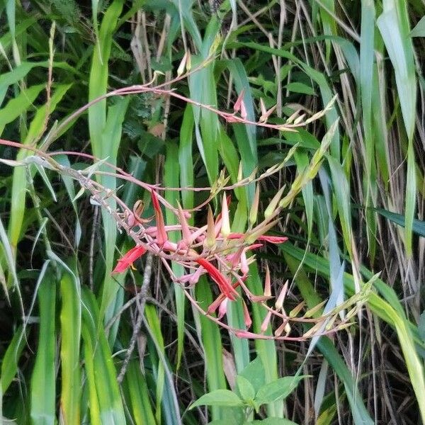 Pitcairnia angustifolia Blomst