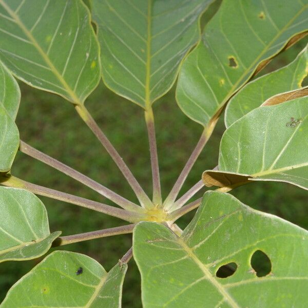 Didymopanax morototoni Leaf