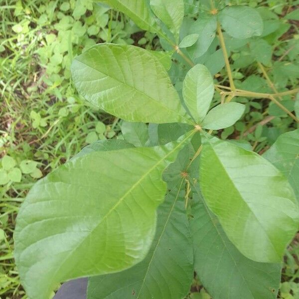 Vitex madiensis Levél