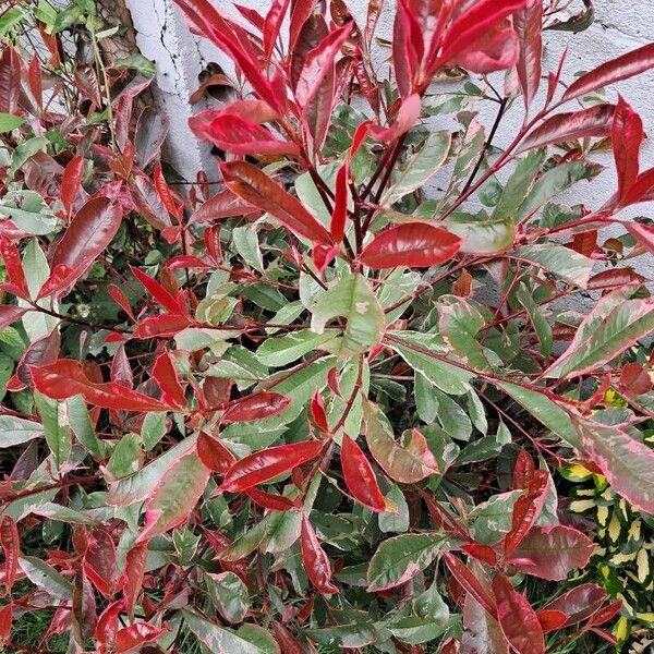 Photinia fraseri Leaf