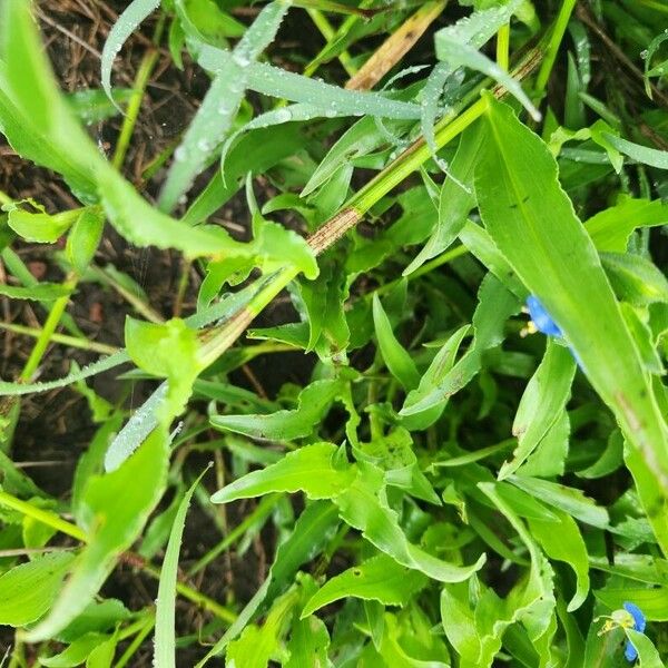 Commelina forskaolii Лист