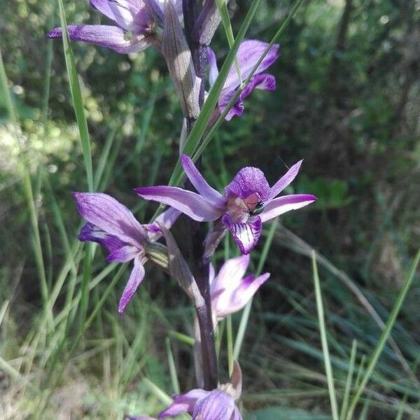 Limodorum abortivum Flower