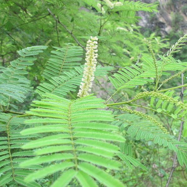 Senegalia catechu Leaf