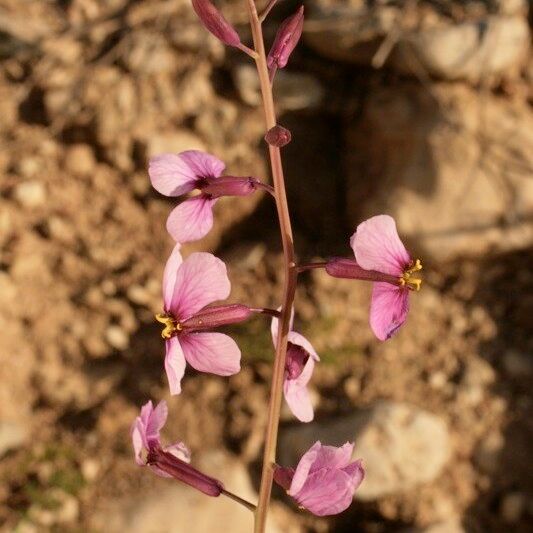 Moricandia moricandioides Altro