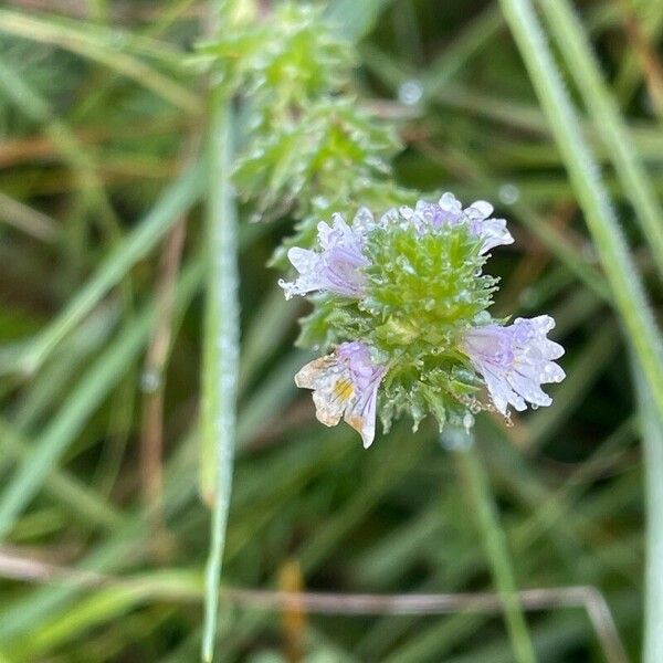 Euphrasia nemorosa Flower