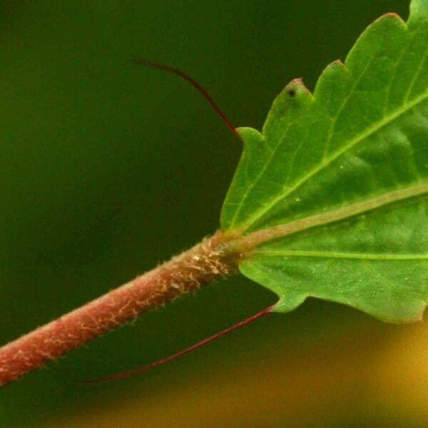 Corchorus tridens Bark